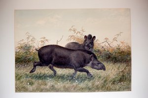 Tapir, 1880 by Joseph Wolf